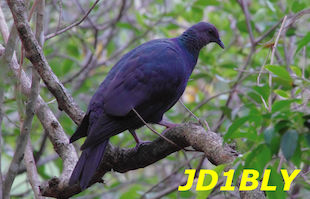 JD1BLY QSL