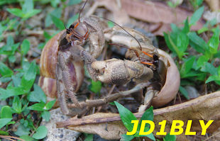 JD1BLY QSL